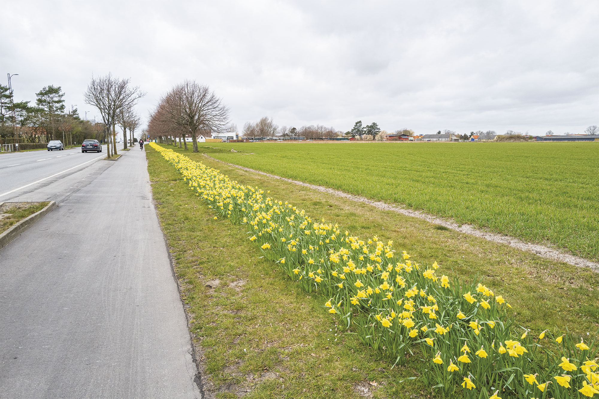 Langs Kirkevej kan man nyde synet af påskeliljer, der i fuldt flor – helt uden at være begrænset af forsamlingsforbud – står tæt samlet. Foto: Torben Stender.
