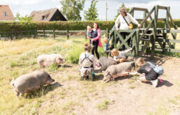 Til »Dyrevennernes dag« er de nysgerrige grise glade for besøg. Foto: HAS.