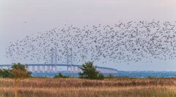 Søndag den 17. september ses mange fugle flyve i flok over strandengene i Sydstranden. Foto: TorbenStender.