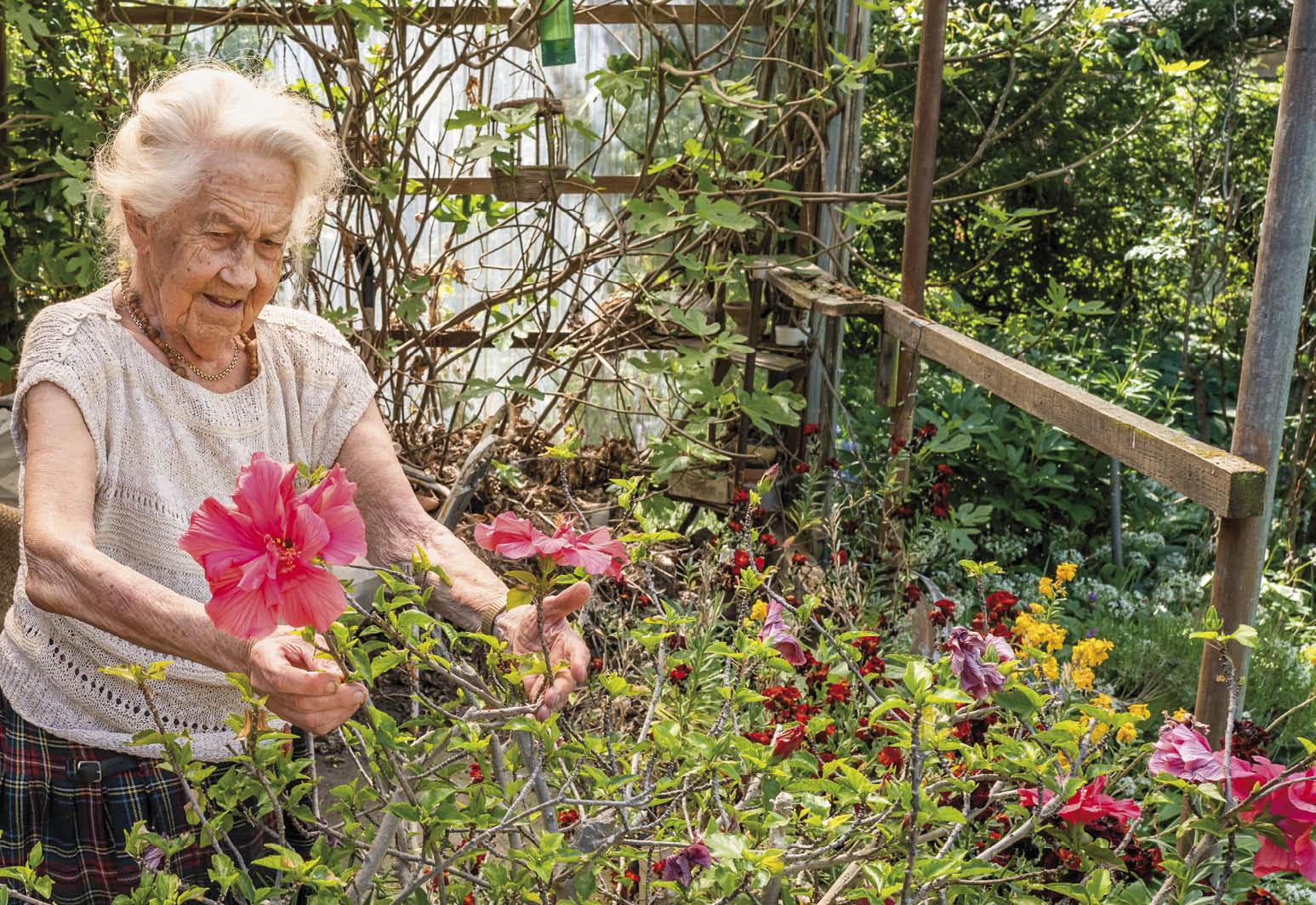 Gunna Amalie Hansen, der nærmer sig 100 år, og som har passet og plejet sin hibiscus-plante i over 40 år, måtte imponeret over plantens tidlige blomstring midt i maj tilkalde avisens fotograf, så alle kunne få det flotte syn at se. Foto: TorbenStender.