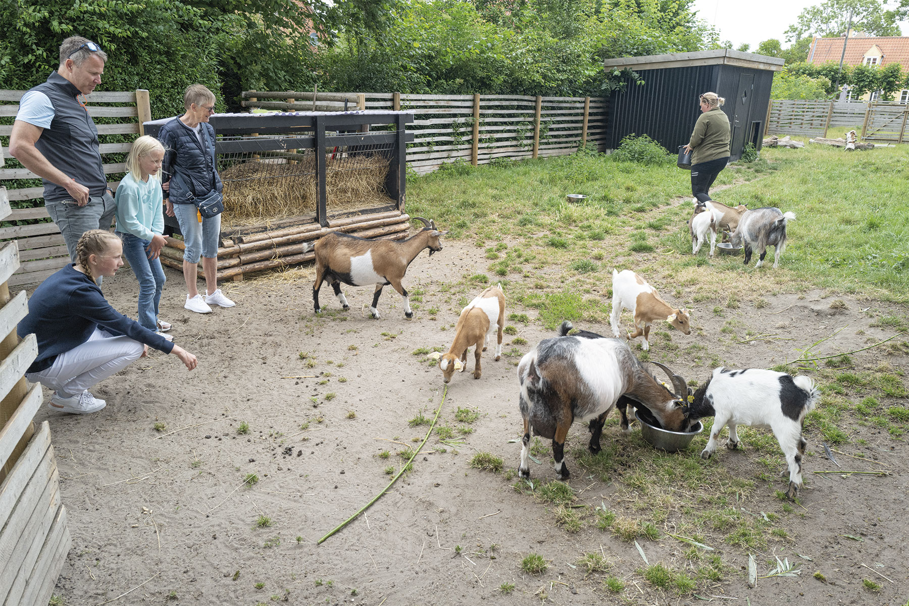 Der hilses på museets geder – der dog har travlt med at spise. Foto: TorbenStender.