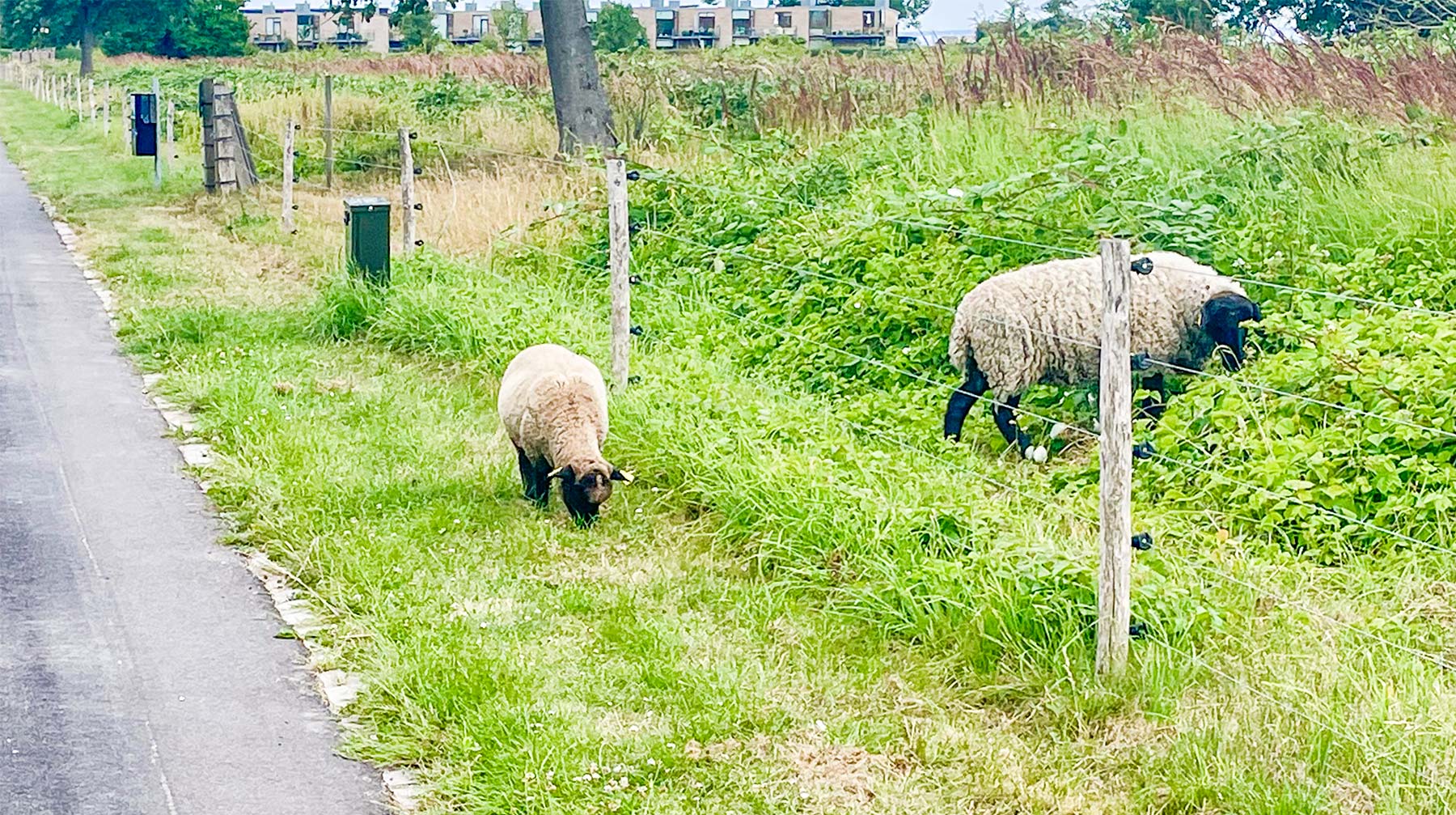 Et får forekommer lige at skulle tjekke, om det nu også kan passe, at græsset er grønnere på den anden side af det elektriske hegn. Foto: Tom Clausen.