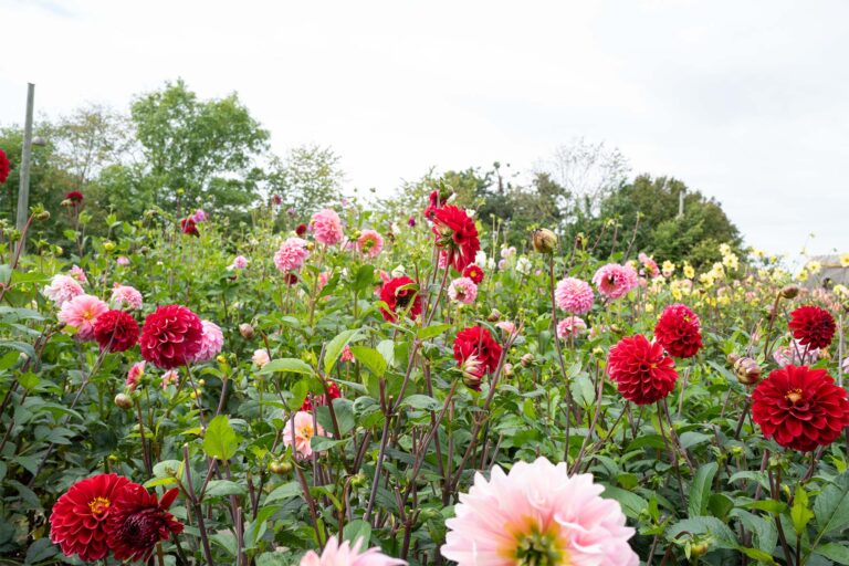 Dahliaerne står i fuld flor i Amagermuseets have. Arkivfoto: TorbenStender.