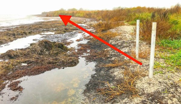 Broprojektet skal rykkes 50 meter hen til tæt vegetation på den fredede strandbred.