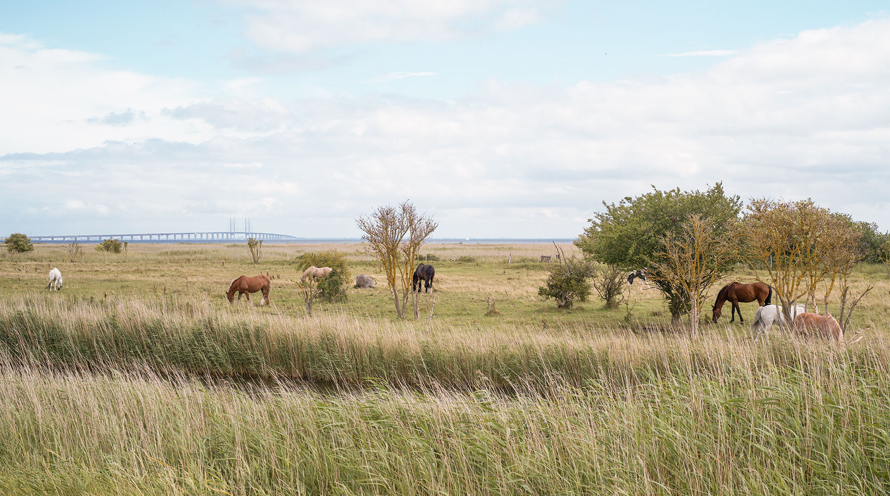 På Sydstranden kan man møde heste på ferieophold. Foto: TorbenStender.