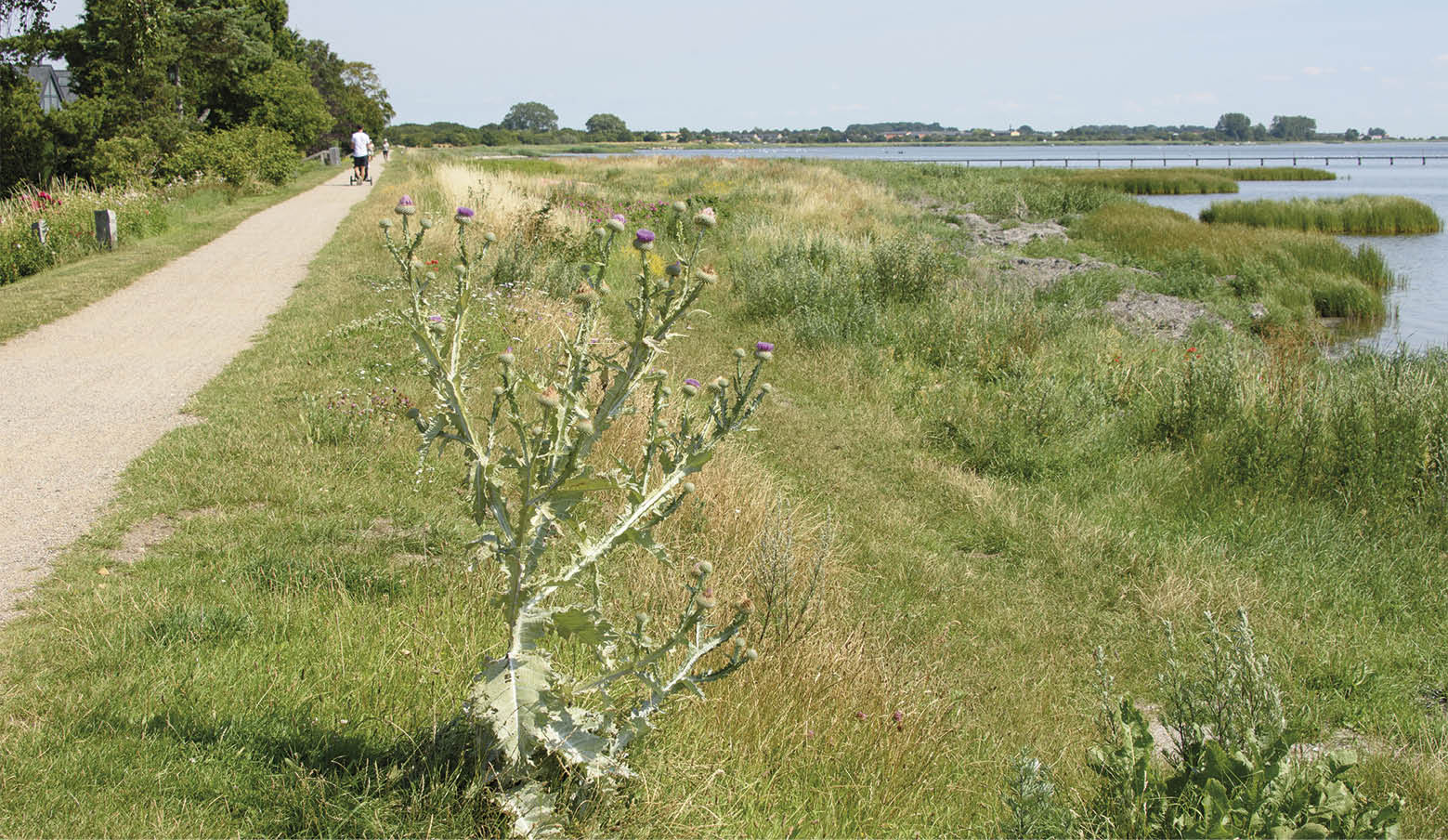 Efter udmelding fra Transportministeriet er der kommet lidt større klarhed om, hvilke muligheder der er for kystsikringen i Dragør Kommune. Arkivfoto.