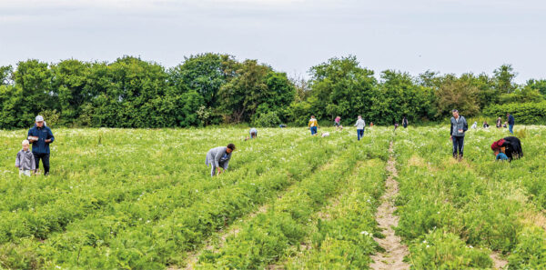 Mange familier har i weekenden valgt at tilbringe tid sammen i jordbærmarkerne omkring Gartneriet på Ndr. Dragørvej. Foto: TorbenStender.