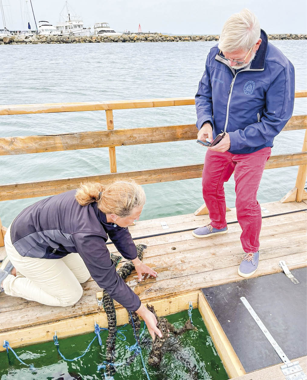 Muslingerne dyrkes i »strømper«. Foto: MuslingerepublikkenDragør.