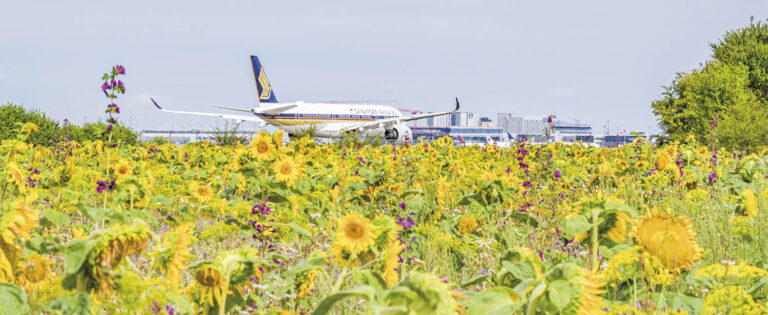 Efter en oversvømmelse måtte Jens Glytner, der driver Gartneriet Hollandsminde, opgive sine afgrøder. I stedet for såede Jens Glytner blomster, som nu står i fuld flor lige ved hegnet til lufthavnen. Foto: TorbenStender.