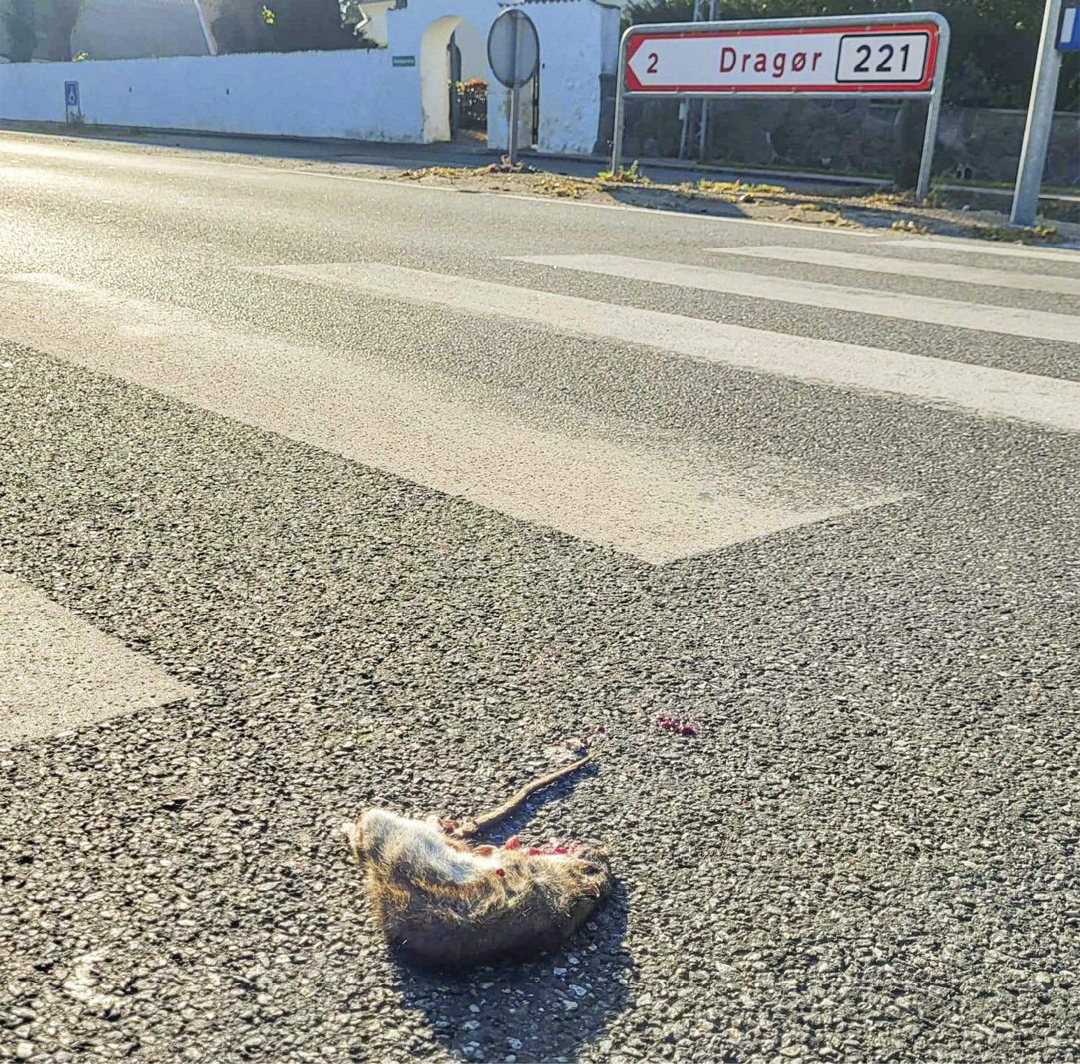 Også i Store Magleby kan man finde rotter. Foto: Tim Panduro.